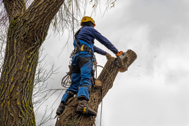 Best Tree Risk Assessment  in White Sulphur Springs, WV